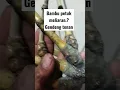 Bambu petuk Meliaran.? gendeng tenan