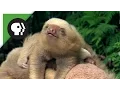 Two-toed Sloth Babies