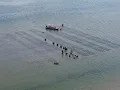 Harvesting Fresh Oysters Aerial Drone Footage from the Bay Getting the Oysters Ready