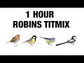 Download Lagu 1 Hour Birdsounds | Great tit / Blue tit / Long-Tailed tit / European Robin | Tit Mix