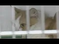 Joplin Humane Society seeks help after house of horrors animal rescue