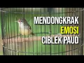 Lagu CIBLEK ANAKAN NGRIWIK GACOR ! MERANGSANG UNTUK BUNYI