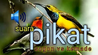 Download SUARA BURUNG RIBUT SOGON DAN KEMADE BUAT PIKAT BURUNG DI ALAM MP3