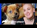 All 8 Of Eggo s Breakfast Burrito Pups Are Looking For A Home Amanda To The Rescue