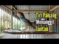 Download Lagu PRENJAK BETINA [ PRENJAK BETINA Ngetirr Panjang Suara Jernih, Cocok Buat MASTERAN ]
