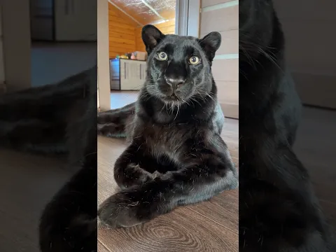 Boop 😸