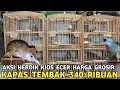 Download Lagu SINTING !! SEMURAH INI KAPAS TEMBAK 340 RIBUAN KONIN 45 RIBUAN DI PASAR BURUNG PRAMUKA HARI INI