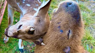 Deer VS Capybara (Gort Kills Booboo)