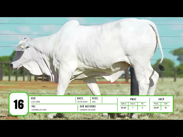 Novilha Nelore LSA - 2266