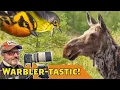 Download Lagu Warbler Wednesdays! Bonus MOOSE! Sax-Zim Bog Minnesota Virtually Live 55 S5E10