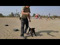 Dutch Shepherd Runt Of The Litter