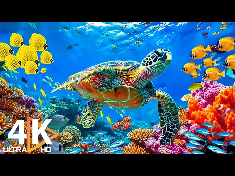 Download MP3 Ocean 4K - Beautiful Coral Reef Fish in Aquarium, Sea Animals for Relaxation (4K Video Ultra HD) #28