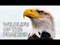 Lagu World of the Wild | Episode 5: The American Prairies | Free Documentary Nature