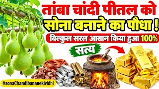 तांबा चांदी पीतल को सोना बनाने का पौधा !बिल्कुल सरल आसान किया हुआ 100%सत्य  #sonaChandibananekividhi