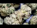 BLUE APRICOT SHERBERT