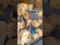 When you know, you know 🥹 #dogshorts #goldenretrieverpuppies #cute #puppylove #loveatfirstsight