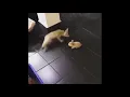 Fox eats a rabbit