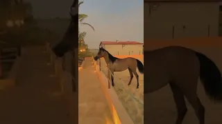 الشادن بنت بطل العالم اليكساندر   في مزاد وسيط الخيل            دندنها