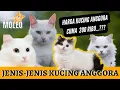 Download Lagu CEK HARGA KUCING ANGGORA | JENIS-JENIS KUCING ANGGORA #pecintakucing #hargakucinganggora #kucing