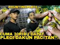 Download Lagu HUNTING Burung PLECI DAKUN Harga 30 Ribuan Di Pasar Burung Pramuka