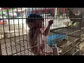 Education Don t Catch and Sell Baby Monkeys Because They Want to Live Freely Animal Markets