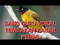 Download Lagu KUTILANG EMAS JUARA FULL ISIAN TEMBAKAN PEDAS KASAR SUARA KERAS JERNIH