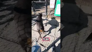 #Fyp #dream #doberman #pets #YouTube