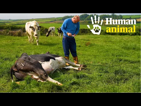 Download MP3 'We've got a cow to shoot next': What death in farming really looks like | Human Animal