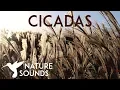 10 HOURS of Cicadas Sounds ~ Summer Nature Sounds in Japan ~ Sleep, Study, Meditation \u0026 Yoga