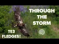 Download Lagu T3 Fledges! | Through the Storm