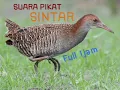 Download Lagu SUARA PIKAT BURUNG SINTAR Full 1jam