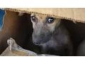 Download Lagu Helping Guyana's Street Dogs Have a Better Life