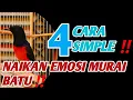 4 CARA MENAIKAN EMOSI MURAI BATU‼️SIMPLE HASIL JELAS