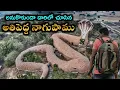 Download Lagu Big Snake History Nampalli Gutta Temple Telangana Tourism