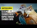 Download Lagu Langsung Moncer Menyala !!! Masteran Kombinasi Tembakan Kasar Untuk Semua Jenis Burung