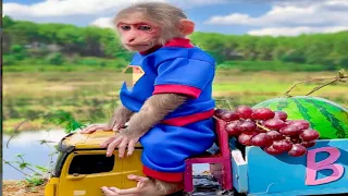 Farmers bibi pick fruits to make pizza baby animals home HT