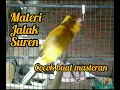 Download Lagu kenari isian jalak suren cocok buat masteran kenari lain biar cepet gacor