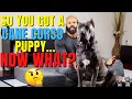 So You Got A Cane Corso Puppy Now What