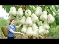 Download Lagu Harvesting Giant Milk Jambu Apples \u0026 Sold Out Fast at Village Market - Farm Life Lý Thị Hoa
