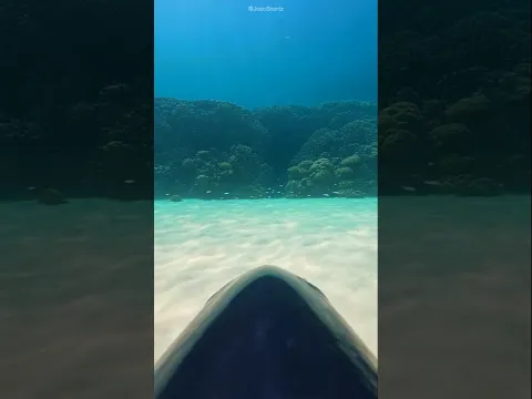 What Do Fish Secretly Do in the Ocean?! 😳