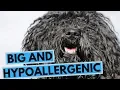 Large Hypoallergenic Dog Breeds List