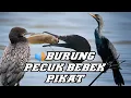 Download Lagu SUARA BURUNG PECUK | PECUK HITAM PALING JERNIH | Pecuk Masteran Terbaru 2022