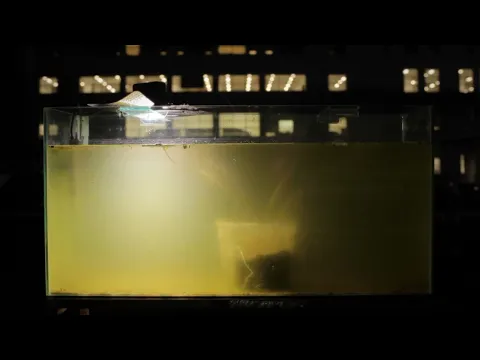 Trailer | Yrupẽ | Candela Sotos