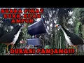 Download Lagu Mp3 Pikat Ruak Ruak Rawa dan Danau || Suara Ruak ruak Siang Hari