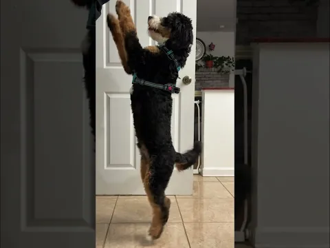 #minibernedoodlepuppies