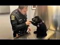 Download Lagu When Puppies Are Being Total Little Humans 😂 Funny Dog and Human Videos