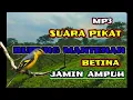 Download Lagu MP3. pikat burung mantenan sudah Ter uji sangat ampuh