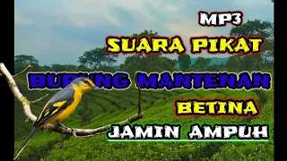 mp3 pikat burung mantenan sudah ter uji sangat ampuh