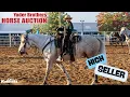 Highest Seller from the 2024 Yoder Brothers Horse Auction