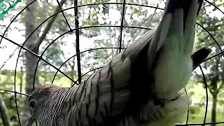 pikat merbok tandang kia 1 5 19